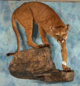 Beautiful Mountain Lion Full Body Mount