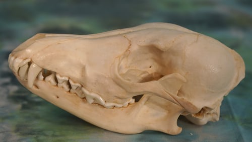 African Black Jackal Complete Skull Taxidermy
