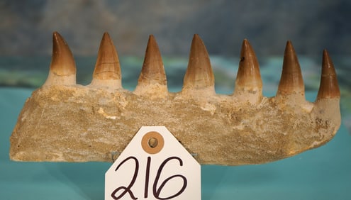 Cool! Partial Mosasaurus Jaw Bone with 7 Teeth Authentic Dinosaur Fossil