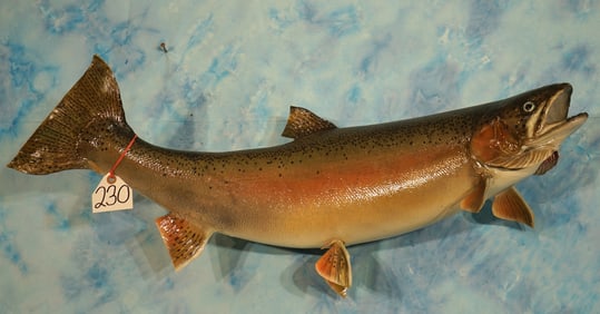 32 1/2" Real Skin Steelhead Trout Taxidermy Fish Mount