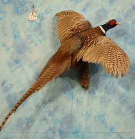 Flying Ringneck Pheasant Taxidermy Bird Mount