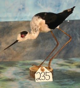 European Black-Winged Stilt Taxidermy Bird Mount