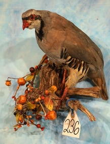 Chukar Taxidermy Bird Mount