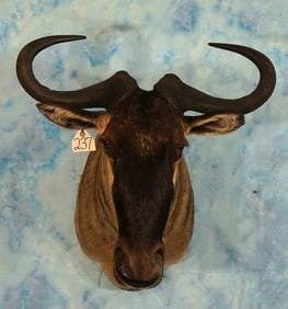 East African White-Bearded Wildebeest Shoulder Taxidermy Mount