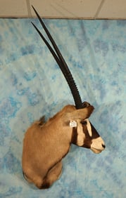 Kalahari Gemsbuck Shoulder Taxidermy Antelope Mount