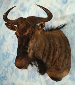 South African Blue Wildebeest Shoulder Taxidermy Mount