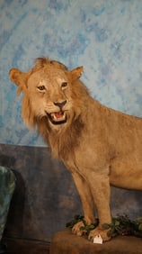 **Texas Residents Only!** African Lion Full Body Taxidermy Mount