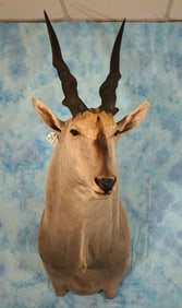 African Cape Eland Shoulder Taxidermy Mount