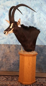 Gold Medal African Sable Antelope Shoulder Floor Pedestal Taxidermy Mount