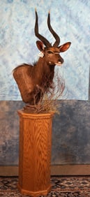 Beautiful African Southern Nyala Shoulder Floor Pedestal Taxidermy Mount