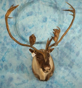 Beautiful Caribou Shoulder Taxidermy Mount