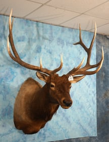 Big & Beautiful 7 x 6 Elk Shoulder Taxidermy Mount