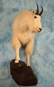 Half Body Rocky Mountain Goat Taxidermy Mount