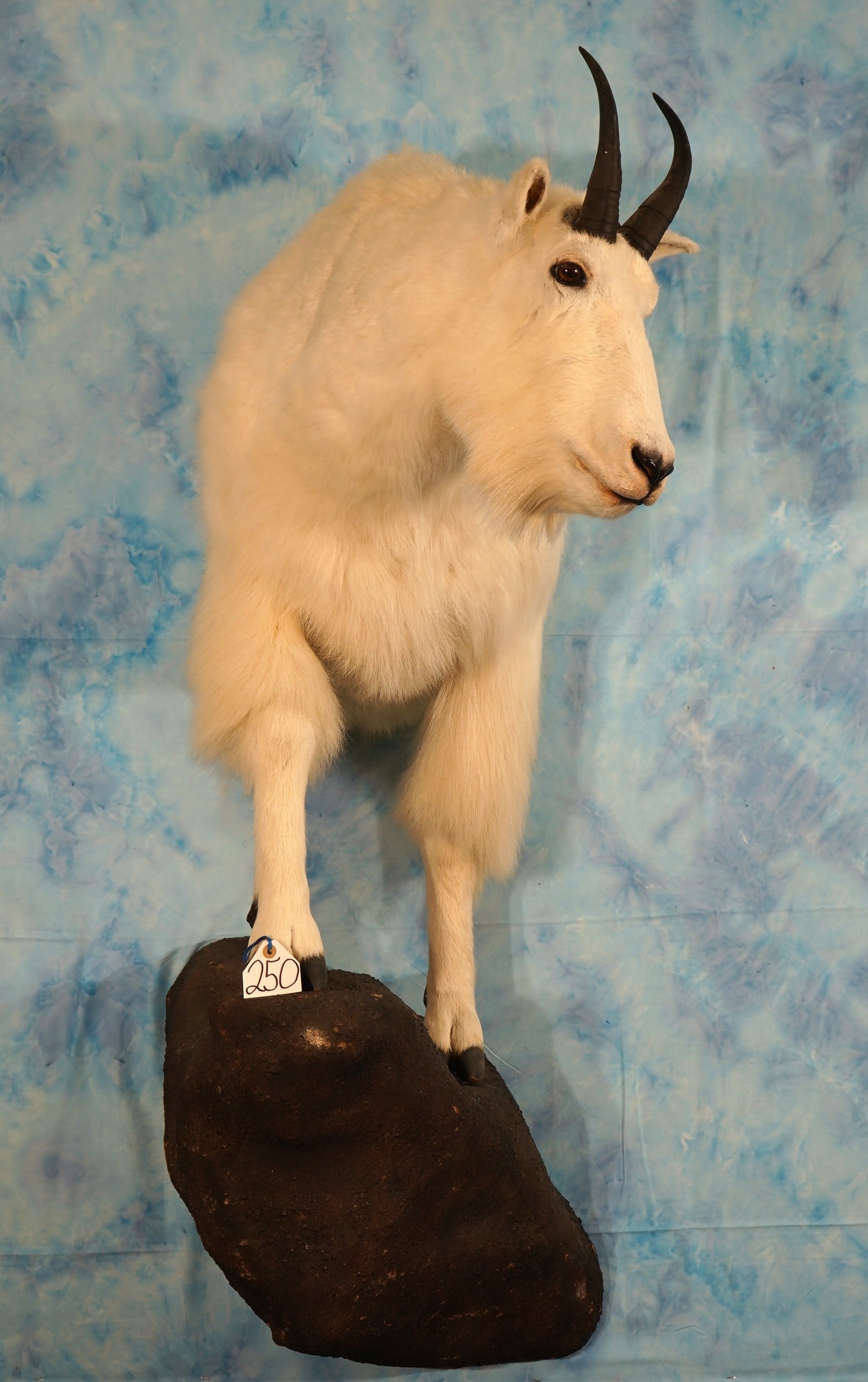Half Body Rocky Mountain Goat Taxidermy Mount (1 of 3)
