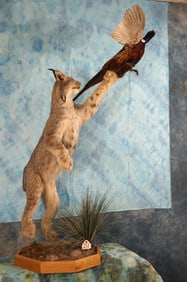 Beautiful Large Canadian Lynx Leaping for Ringneck Pheasant Full Body Taxidermy Mounts in Habitat