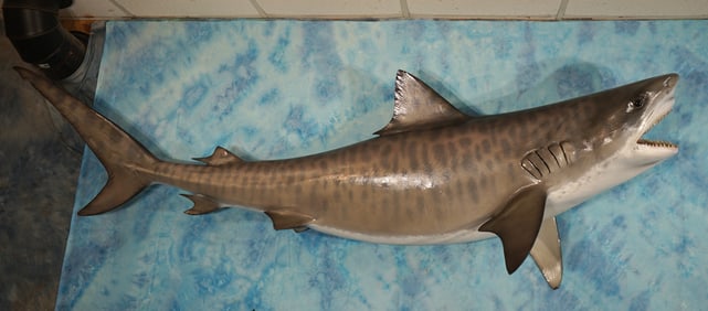 Awesome! 9ft. Tiger Shark Fiberglass Reproduction Taxidermy Fish Mount