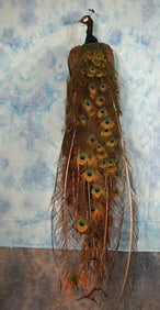 Brand New Common Blue Peacock Taxidermy Bird Mount