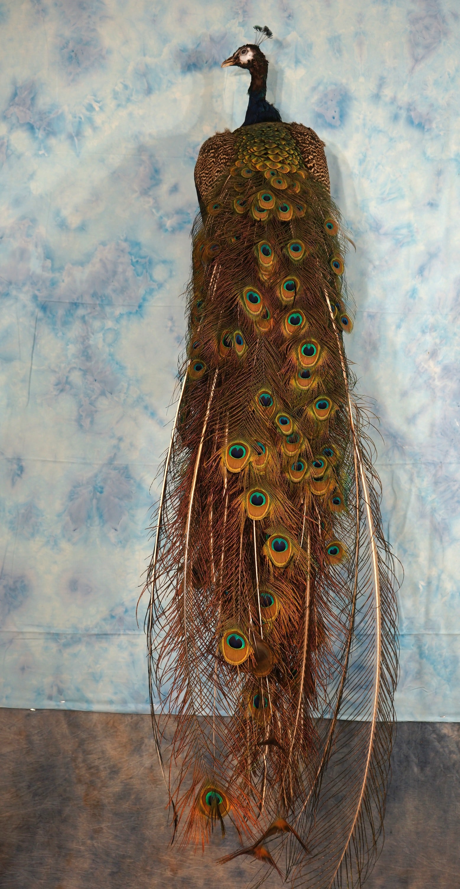 Brand New Common Blue Peacock Taxidermy Bird Mount (1 of 4)