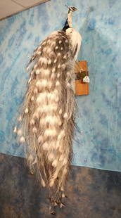 Brand New Beautiful Silver Piebald Peacock Taxidermy Bird Mount: This mount was just finished not long ago. The mount is clean and it is in excellent condition. The feathers of this Peacock are truly awesome. The taxidermy quality a good 9 on a 1 to 10 scale.?