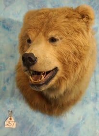Alaskan Brown Bear Shoulder Taxidermy Mount