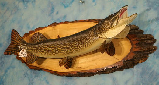 Beautiful 38 1/2" Real Skin Northern Pike Taxidermy Fish Mount