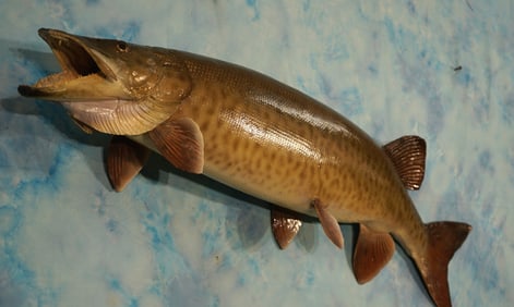 Beautiful 40 1/4" Real Skin Muskie Taxidermy Fish Mount