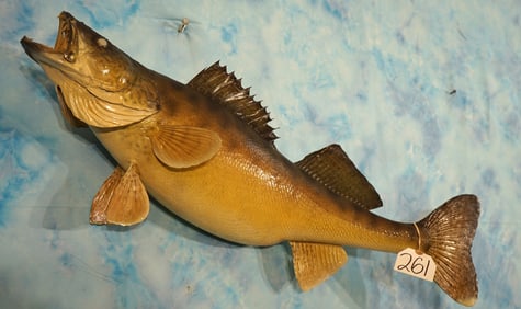 31 1/2" Real Skin Walleye Taxidermy Fish Mount