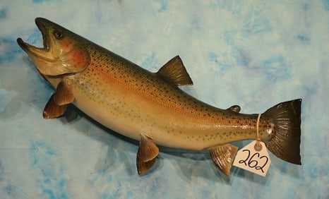 21 1/2" Real Skin Rainbow Trout Taxidermy Fish Mount