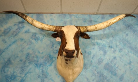 Cool! Texas Longhorn Shoulder Taxidermy Mount