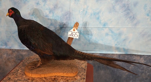 Cool! Black "Melanistic Phase" Pheasant Taxidermy Bird Mount