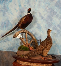 Pair of Ringneck Pheasants on a Natural Habitat Base Taxidermy Bird Mounts