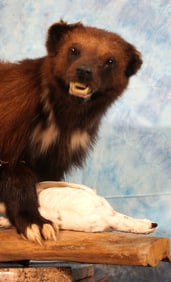 Beautiful Wolverine with Winter Ptarmigan Full Body Taxidermy Mounts