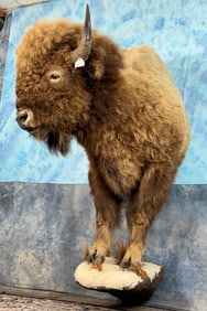 Large Herd Bull American Bison Half Body Taxidermy Mount