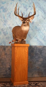 Large 10pt. Whitetail Deer Shoulder Floor Pedestal Taxidermy Mount