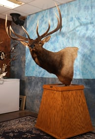 Beautiful 6 x 6 Elk Shoulder Floor Pedestal Taxidermy Mount