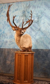 Beautiful Caribou Shoulder Floor Pedestal Taxidermy Mount