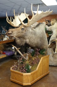 Alaskan Moose Shoulder Floor Pedestal Taxidermy Mount