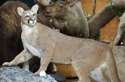 Mountain Lion Full Body Taxidermy Mount