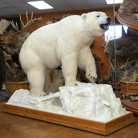 Pre-Marine Mammal Act Legal Polar Bear Full Body Taxidermy Mount **U.S. Residents Only!**