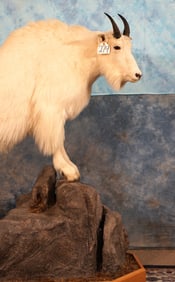 Rocky Mountain Goat Full Body Taxidermy Mount
