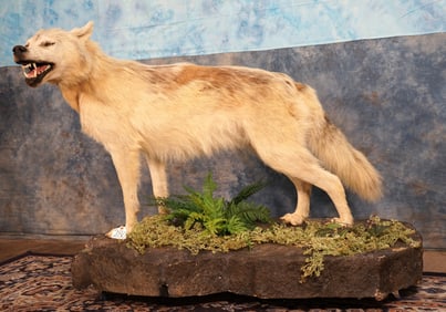 Beautiful Timber Wolf Full Body Taxidermy Mount