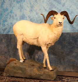 Alaskan Dall Sheep Full Body Taxidermy Ram Mount