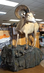 Desert Bighorn Sheep Full Body Taxidermy Ram Mount