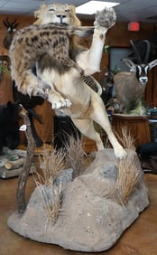 Awesome! African Lion with Hyena in Habitat Full Body Taxidermy Mounts  **TEXAS RESIDENTS ONLY!**