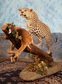 Beautiful Large African Leopard Full Body Taxidermy Mount **TEXAS RESIDENTS ONLY!**