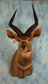 African Mountain Nyala Antelope Shoulder Taxidermy Mount