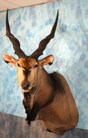 Central African Lord Derby Giant Eland Shoulder Taxidermy Mount