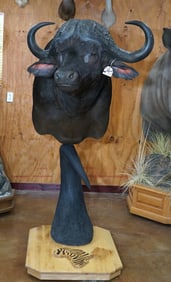 Quality African Cape Buffalo Shoulder Floor Pedestal Taxidermy Mount