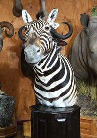 Beautiful Zebra Shoulder Floor Pedestal Taxidermy Mount
