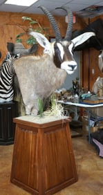 Quality Roan Antelope Shoulder Floor Pedestal Taxidermy Mount